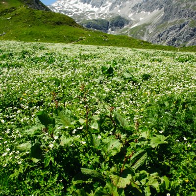 Frühsommerliche Alpenlandschaft im Brandnertal, AT.
Alpine scenery in the Brandner Valley, AT